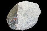 Polished Dinosaur Bone (Gembone) Section - Colorado #72985-2